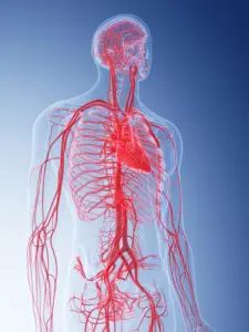 medically accurate illustration of the vascular system